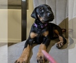Small Photo #2 Doberman Pinscher Puppy For Sale in YUMA, AZ, USA