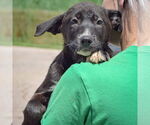 Small #3 German Shepherd Dog Mix