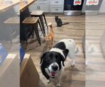 Small Photo #1 Border Collie-Unknown Mix Puppy For Sale in Hinton, WV, USA