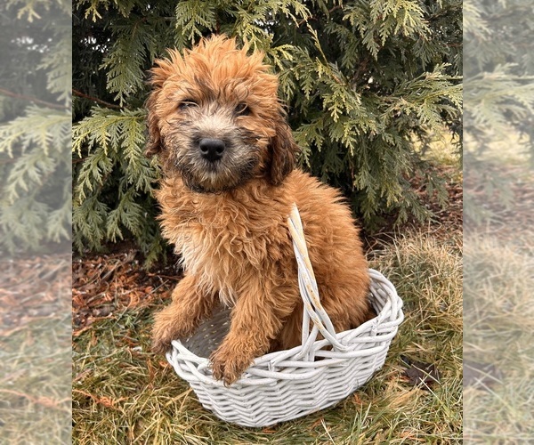 Medium Photo #2 Whoodle (Miniature) Puppy For Sale in MIDDLEBURY, IN, USA