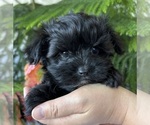 Small #2 Morkie