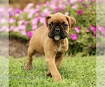 Small #2 Boxer
