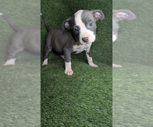 American Bully Puppy for sale in GROVETOWN, GA, USA