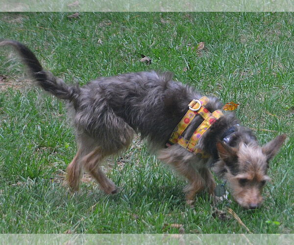 Medium Photo #4 Chihuahua-Unknown Mix Puppy For Sale in Greensboro, NC, USA