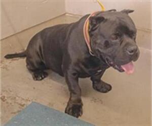 Mutt Dogs for adoption in Camarillo, CA, USA