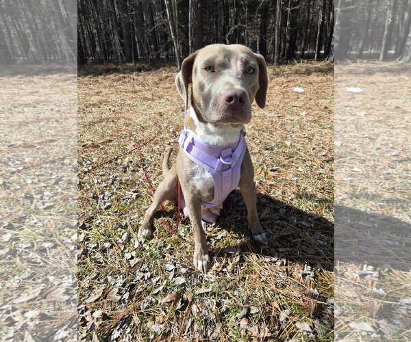 Medium Photo #1 Labrador Retriever-Unknown Mix Puppy For Sale in Holly Springs, NC, USA