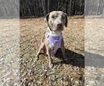 Small Labrador Retriever Mix