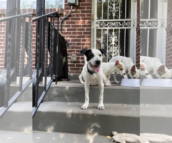 Medium Photo #2 Australian Shepherd-Catahoula Leopard Dog Mix Puppy For Sale in Sandy, UT, USA