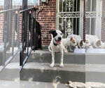 Small #1 Australian Shepherd-Catahoula Leopard Dog Mix