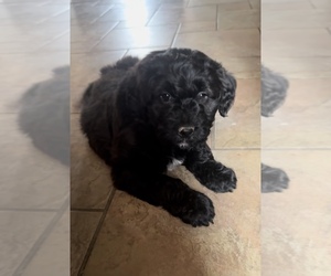 Aussiedoodle Puppy for sale in UNION, WV, USA