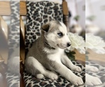 Small Photo #4 Siberian Husky Puppy For Sale in FORT WAYNE, IN, USA