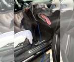 Small #1 Labrador Retriever