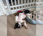 Small American Pit Bull Terrier Mix