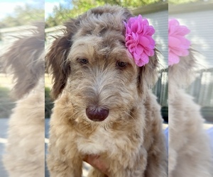 Aussiedoodle Puppy for Sale in LAKELAND, Florida USA