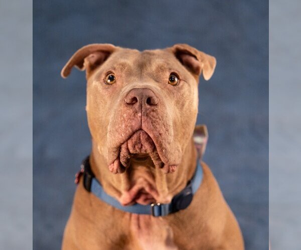 Medium Photo #20 American Staffordshire Terrier-Unknown Mix Puppy For Sale in Lake Forest, CA, USA