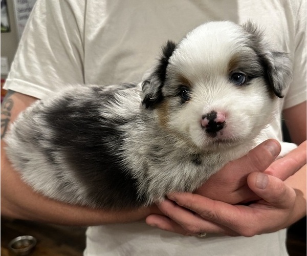 Medium Photo #1 Miniature American Shepherd Puppy For Sale in MADISON, WI, USA