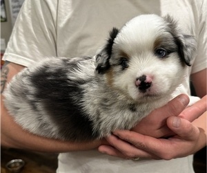 Medium Miniature American Shepherd