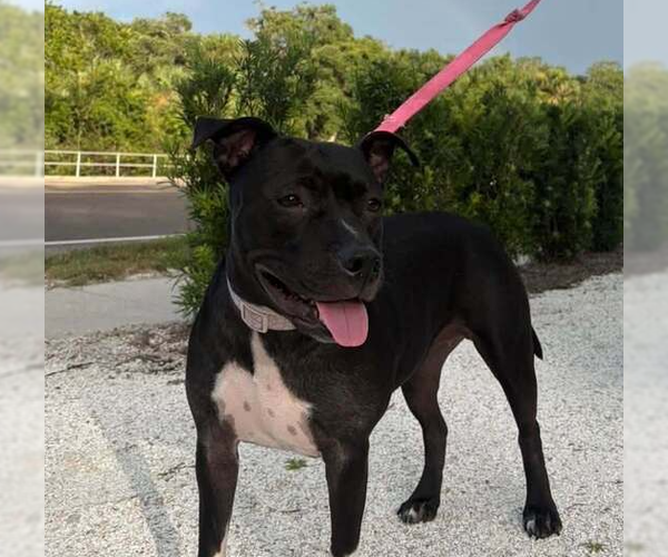 Medium Photo #1 Mutt Puppy For Sale in St. Augustine, FL, USA