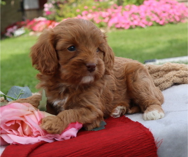 Medium Photo #11 Cavapoo Puppy For Sale in THORP, WI, USA