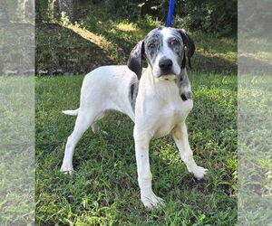 Catahoula Leopard Dog-Unknown Mix Dogs for adoption in Wetumpka, AL, USA