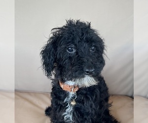 Poodle (Miniature) Puppy for sale in DUNDEE, OH, USA