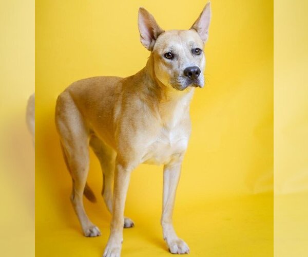 Medium Photo #31 Akita-Unknown Mix Puppy For Sale in Rockwall, TX, USA