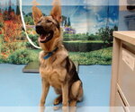 Small German Shepherd Dog Mix