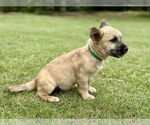 Small #1 Mutt