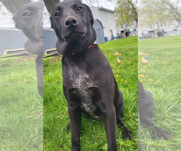 Medium Photo #8 Mutt Puppy For Sale in Germantown, OH, USA