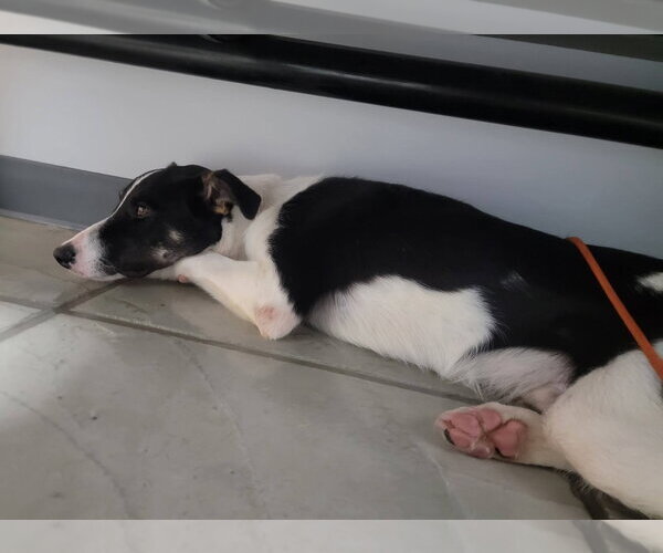 Medium Photo #31 Border Collie Puppy For Sale in Highland, IL, USA