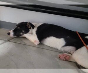 Toby - Male Border Collie Dog for Adoption - Photo #31