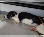 Small Photo #31 Border Collie Puppy For Sale in Highland, IL, USA