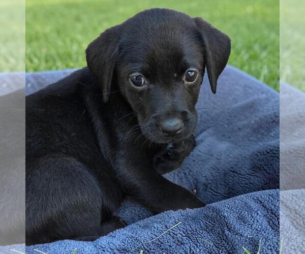 Medium Photo #4 Labrador Retriever-Unknown Mix Puppy For Sale in San Diego, CA, USA