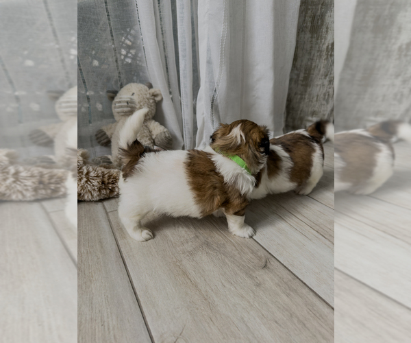Medium Photo #3 Zuchon Puppy For Sale in CLERMONT, FL, USA