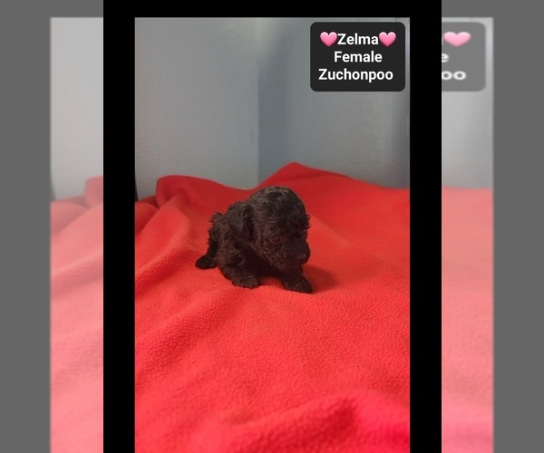 Medium Photo #2 Poodle (Toy)-Zuchon Mix Puppy For Sale in TUCSON, AZ, USA