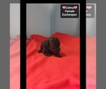 Zelma - Female Poodle (Toy)-Zuchon Mix Puppy for Sale - Photo #2