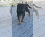 Litter of 4 - Male German Shepherd DogLitter of Puppies for Sale - Photo #3