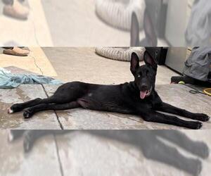 German Shepherd Dog Dogs for adoption in San Antonio, TX, USA