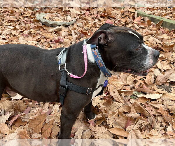 Medium Photo #2 American Staffordshire Terrier-Unknown Mix Puppy For Sale in Sayreville, NJ, NJ, USA