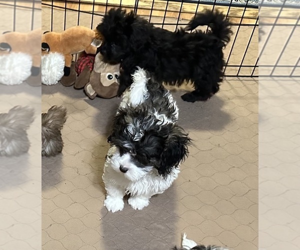 Medium Photo #6 Shih-Poo Puppy For Sale in GLOUCESTER, VA, USA