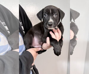 Mutt Dogs for adoption in Clarkston, MI, USA