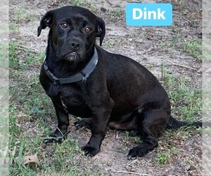 Labrador Retriever-Unknown Mix Dogs for adoption in Alexander, AR, USA