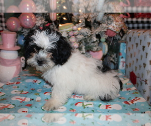 Zuchon Puppy for sale in BLOOMINGTON, IN, USA