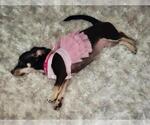 Small #1 Chiweenie