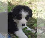 Small Photo #3 Australian Shepherd Puppy For Sale in ROYALSTON, MA, USA