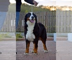 Small Photo #1 Bernese Mountain Dog Puppy For Sale in Dej, Cluj, Romainia