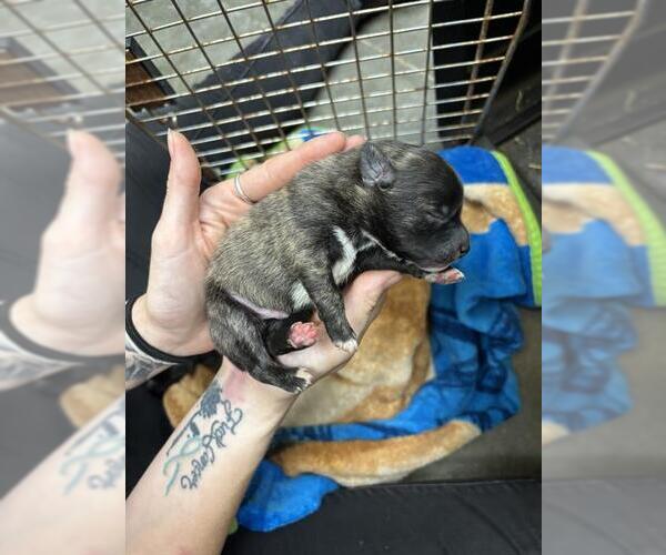 Medium Photo #1 Labrador Retriever-Unknown Mix Puppy For Sale in Rosenberg, TX, USA