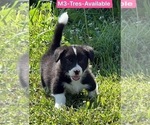 Small Photo #17 Pembroke Welsh Corgi Puppy For Sale in SUMMERVILLE, GA, USA