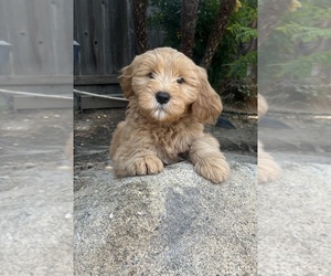 Goldendoodle Puppy for Sale in FRESNO, California USA