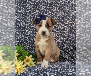 American Bulldog-Border Collie Mix Puppy for sale in LINCOLN UNIVERSITY, PA, USA
